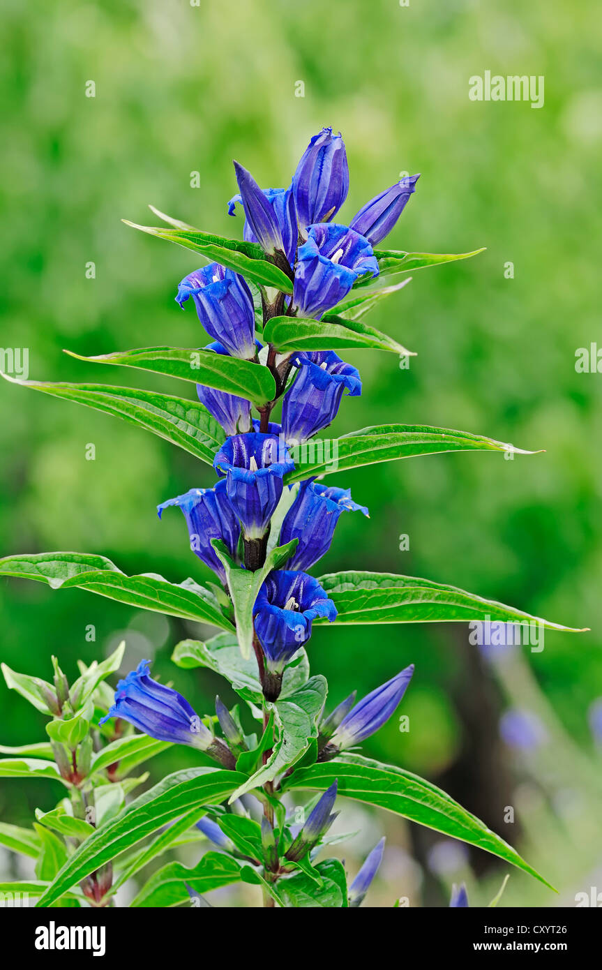 Willow (Gentiana asclepiadea gentiane), la floraison, la Bavière Banque D'Images