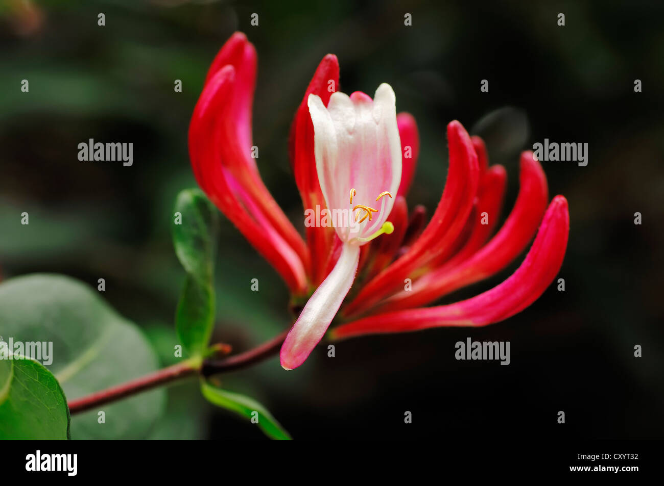 Perfoliate chèvrefeuille (Lonicera caprifolium), fleurs, plantes ornementales, Rhénanie du Nord-Westphalie Banque D'Images