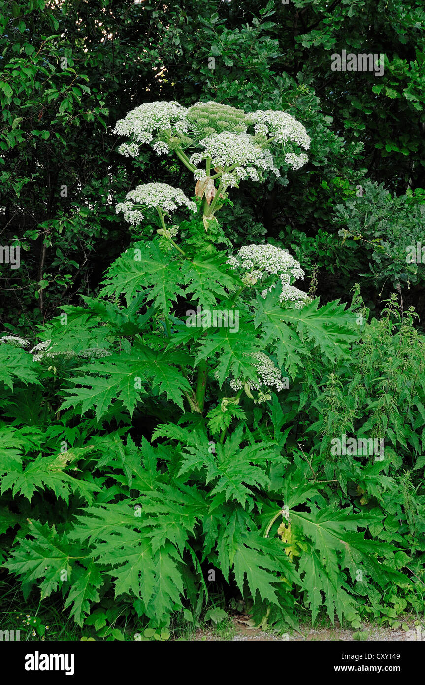 La Berce Du Caucase Heracleum Mantegazzianum Heracleum Giganteum La 