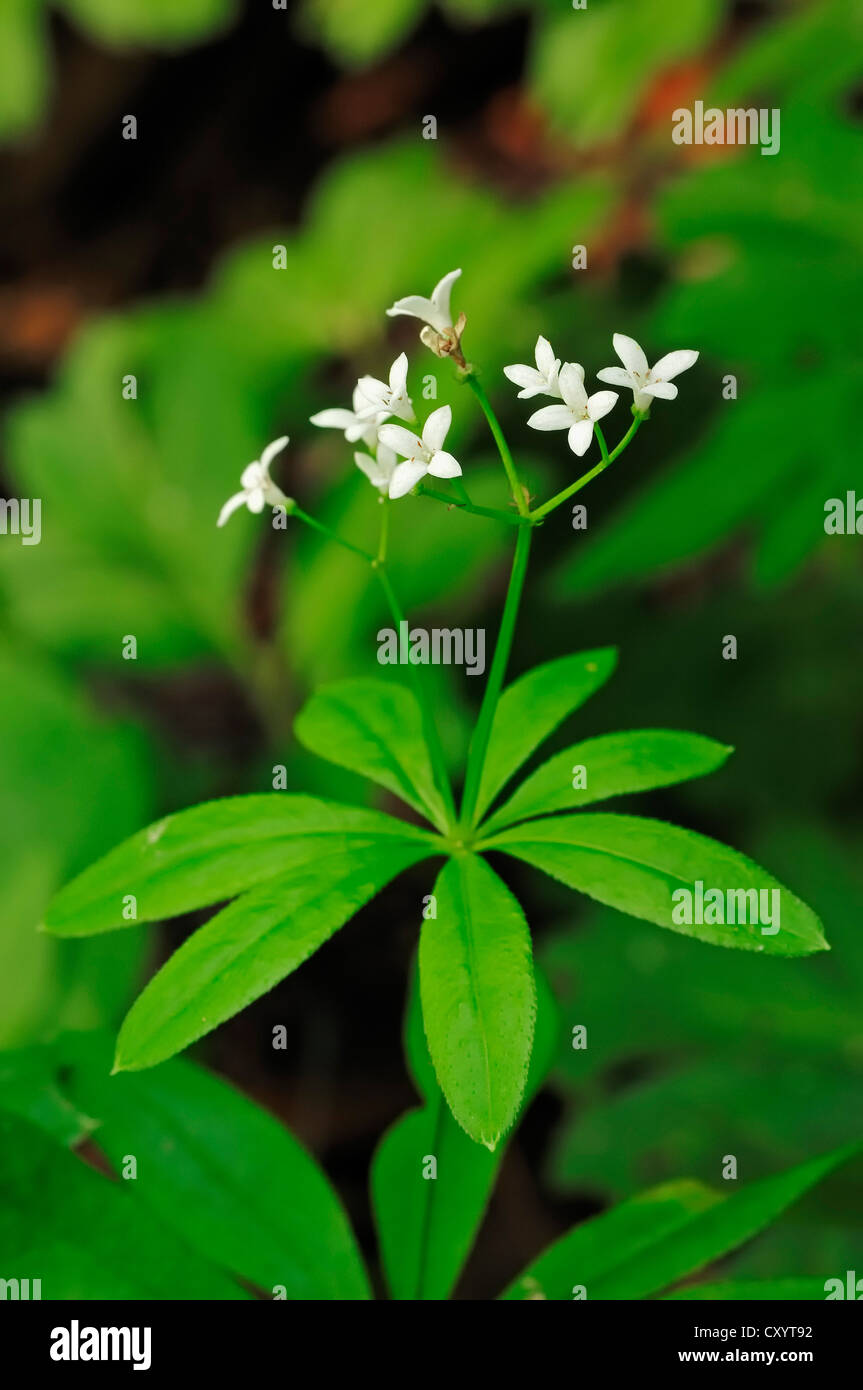 Plantes vivaces (Galium odoratum, asperula odorata), fleurs, Rhénanie du Nord-Westphalie Banque D'Images