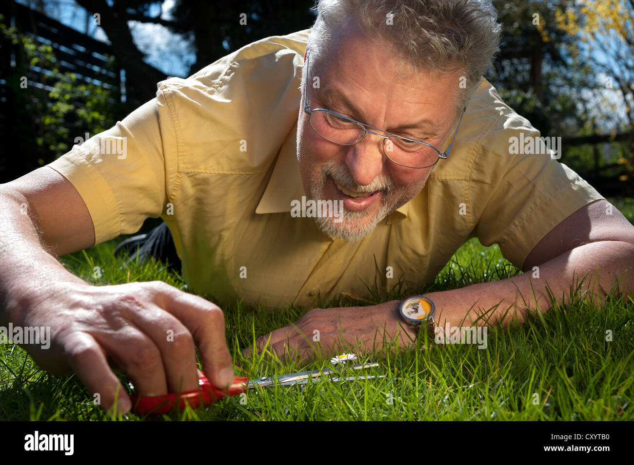 L'homme couché sur la pelouse marguerites découper avec une paire de ciseaux Banque D'Images