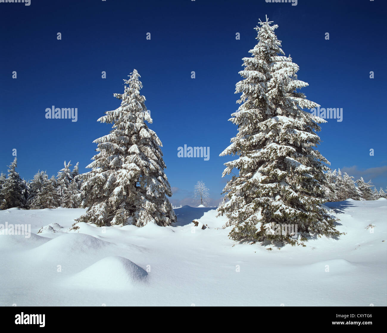 Arbres couverts de neige (Picea abies) au bord de la réserve naturelle, un Beerbergmoor de tourbières bombées de montagne, près de Schmuecke, Banque D'Images