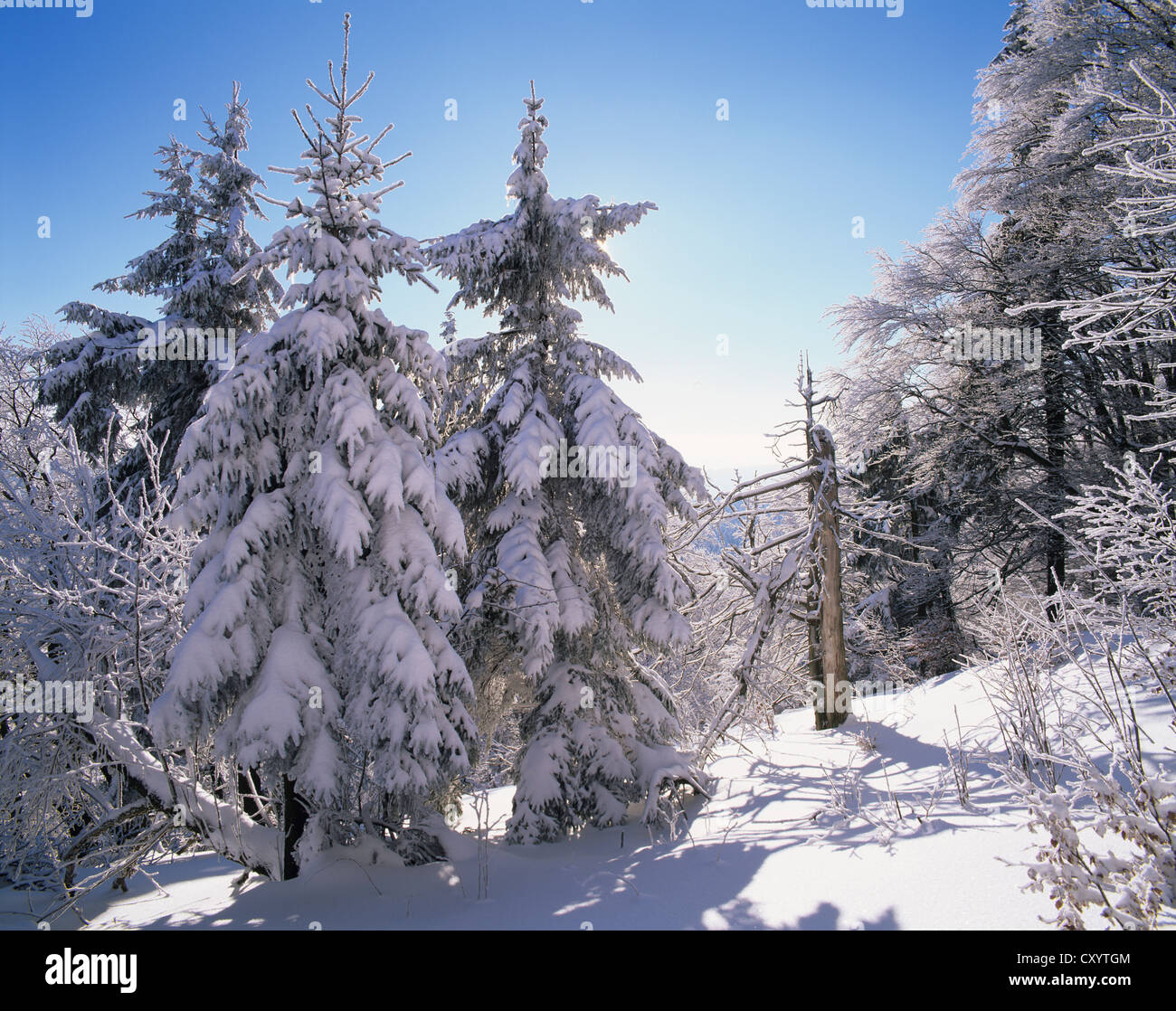 Paysage d'hiver dans Grosser Inselsberg réserve naturelle, près de Brotterode, forêt de Thuringe, la Thuringe Banque D'Images