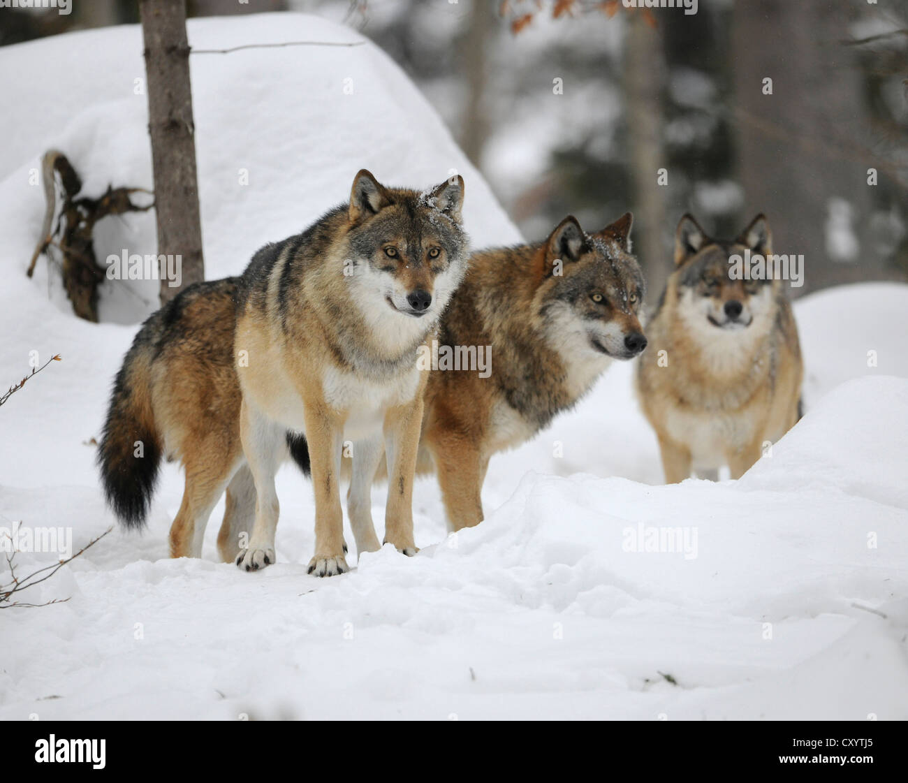 Les loups (Canis lupus), dans la neige, la faune de l'enceinte du Parc National de la Forêt Bavaroise, la Bavière Banque D'Images