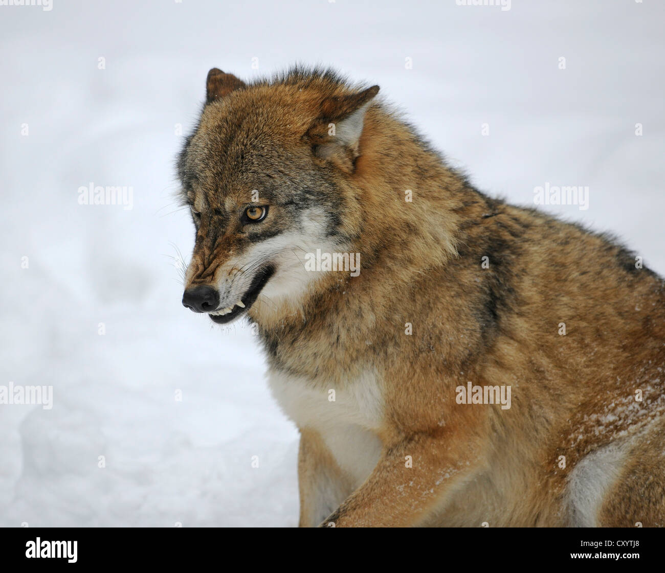 Wolf (Canis lupus) découvrant ses dents, dans la neige, la faune de l'enceinte du Parc National de la Forêt Bavaroise, la Bavière Banque D'Images