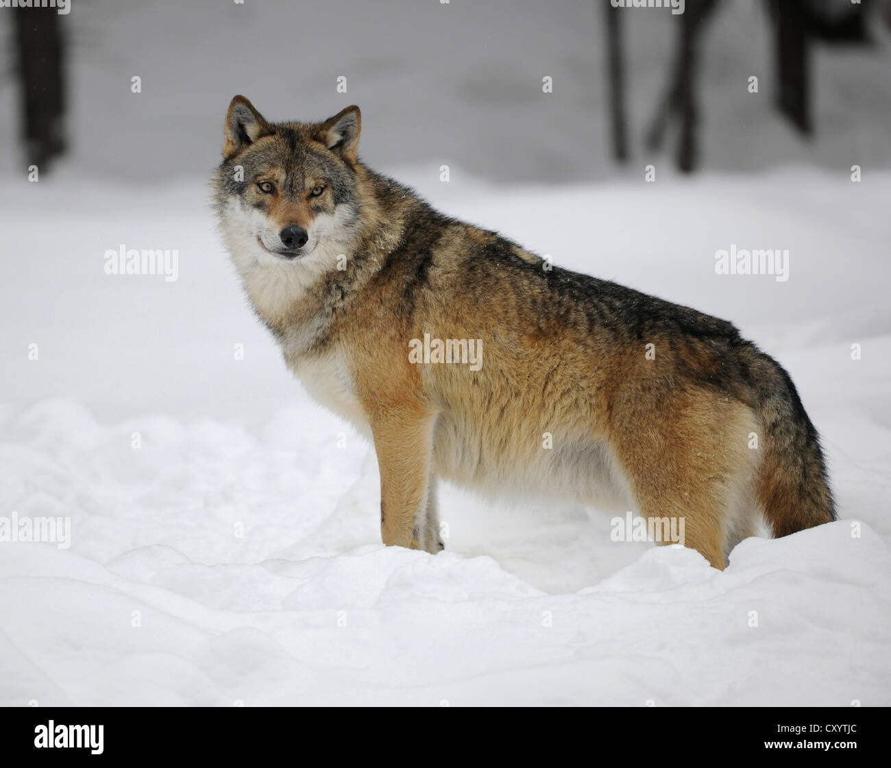 Wolf (Canis lupus) dans la neige, la faune de l'enceinte du Parc National de la Forêt Bavaroise, la Bavière Banque D'Images