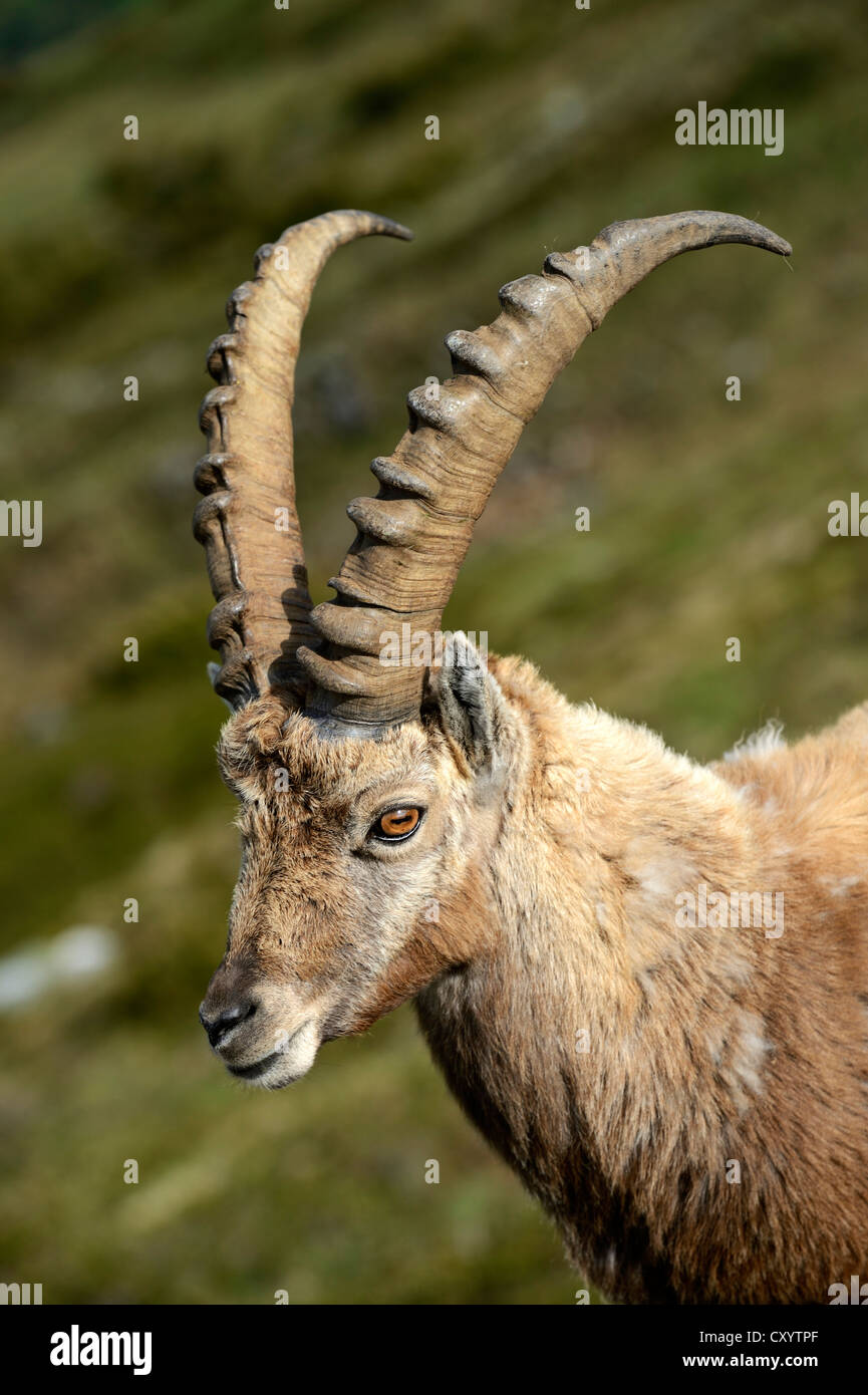 Apine bouquetin (Capra ibex), portrait, Mt, Niederhorn Suisse, Europe Banque D'Images