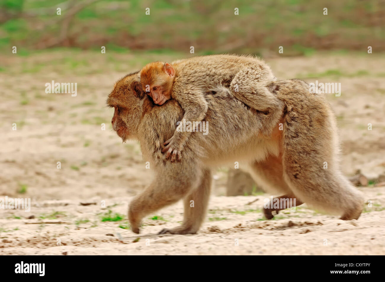 Macaques de Barbarie (Macaca sylvanus, Macaca Sylvana), Femme avec — free download