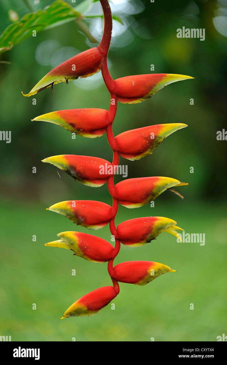 Pince de homard, faux-bird-of-paradise (Heliconia Rostrata), Parc National Manuel Antonio, Costa Rica, Amérique Centrale Banque D'Images Pince de homard, faux-bird-of-paradise (Heliconia Rostrata), Parc National Manuel Antonio, Costa Rica, Amérique Centrale Banque D'Images