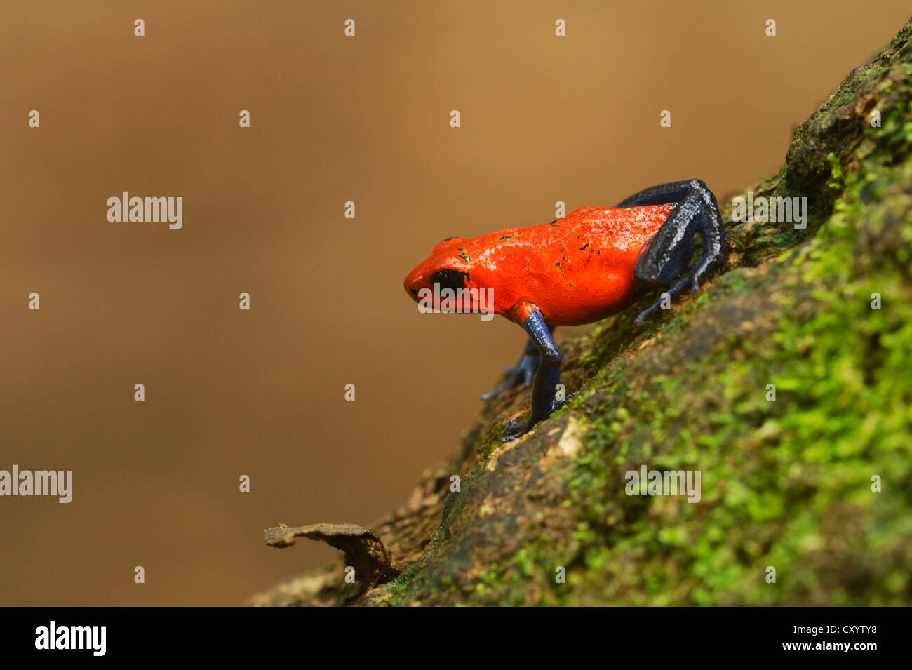 Strawberry Poison Frog (dendrobates pumilio), Tenorio Volcano National Park, Costa Rica, Amérique Centrale Banque D'Images