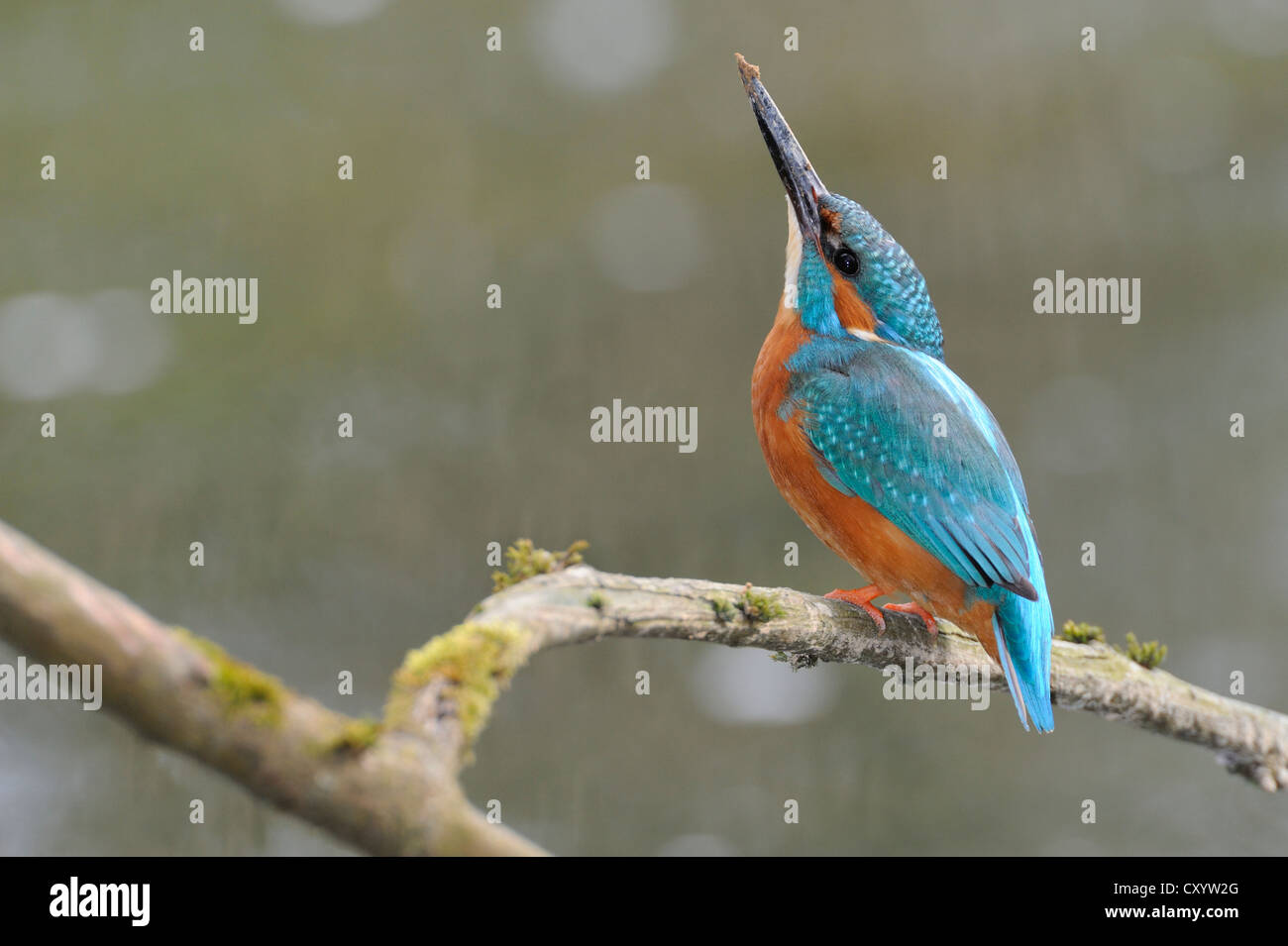 Kingfisher (Alcedo atthis commune) perché sur une branche, Cham, Suisse, Europe Banque D'Images