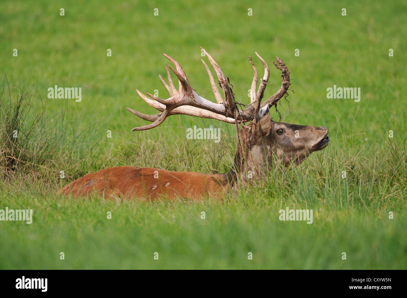 Red Deer (Cervus elaphus), couché dans un trou bourbeux, demeure de Velvet sur les bois, de l'état réserve de chasse, Basse-Saxe Banque D'Images