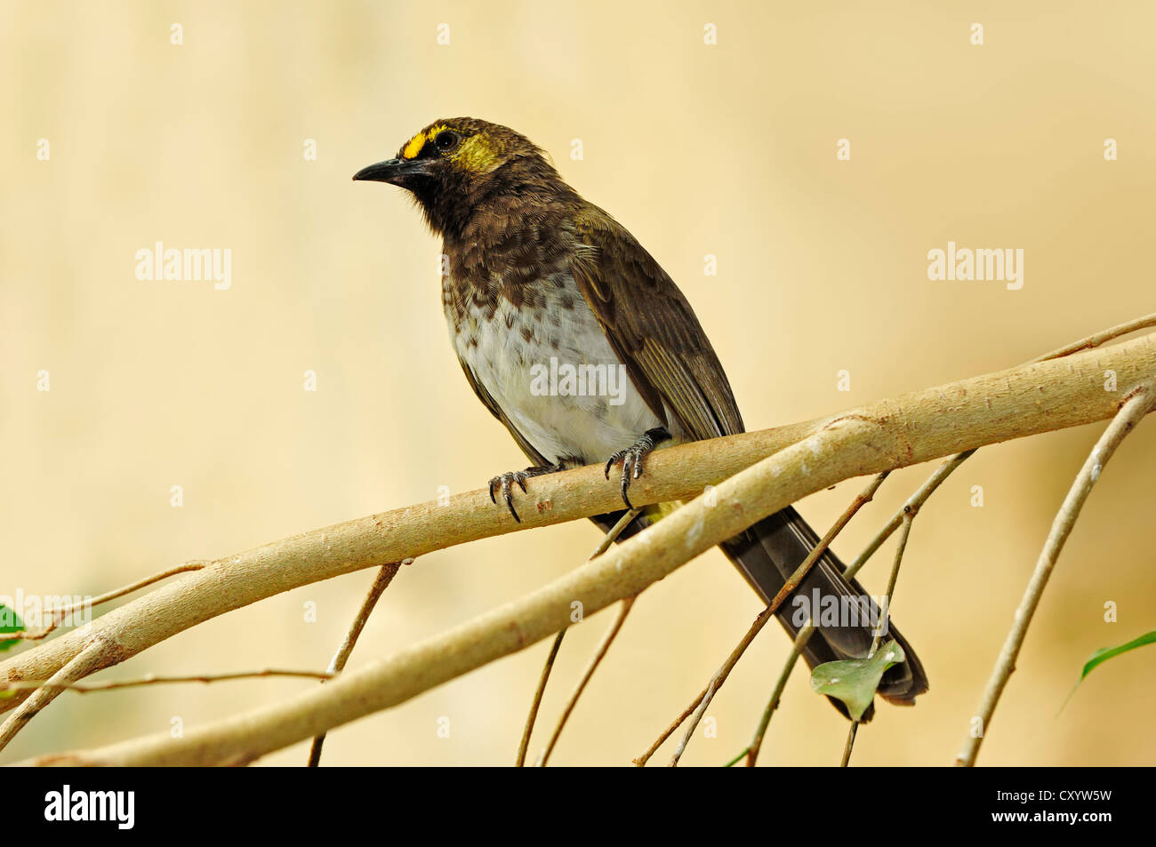 Bulbul à taches orange (Pycnonotus bimaculatus), trouvés en Indonésie, captive, Bergkamen, Rhénanie du Nord-Westphalie Banque D'Images