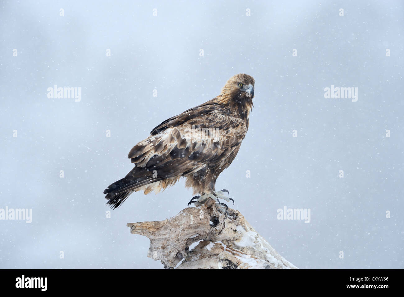 Portrait d'un Aigle royal (Aquila chrysaetos), au cours de neige, Siniens Kamani Nature Park, Bulgarie, Europe Banque D'Images