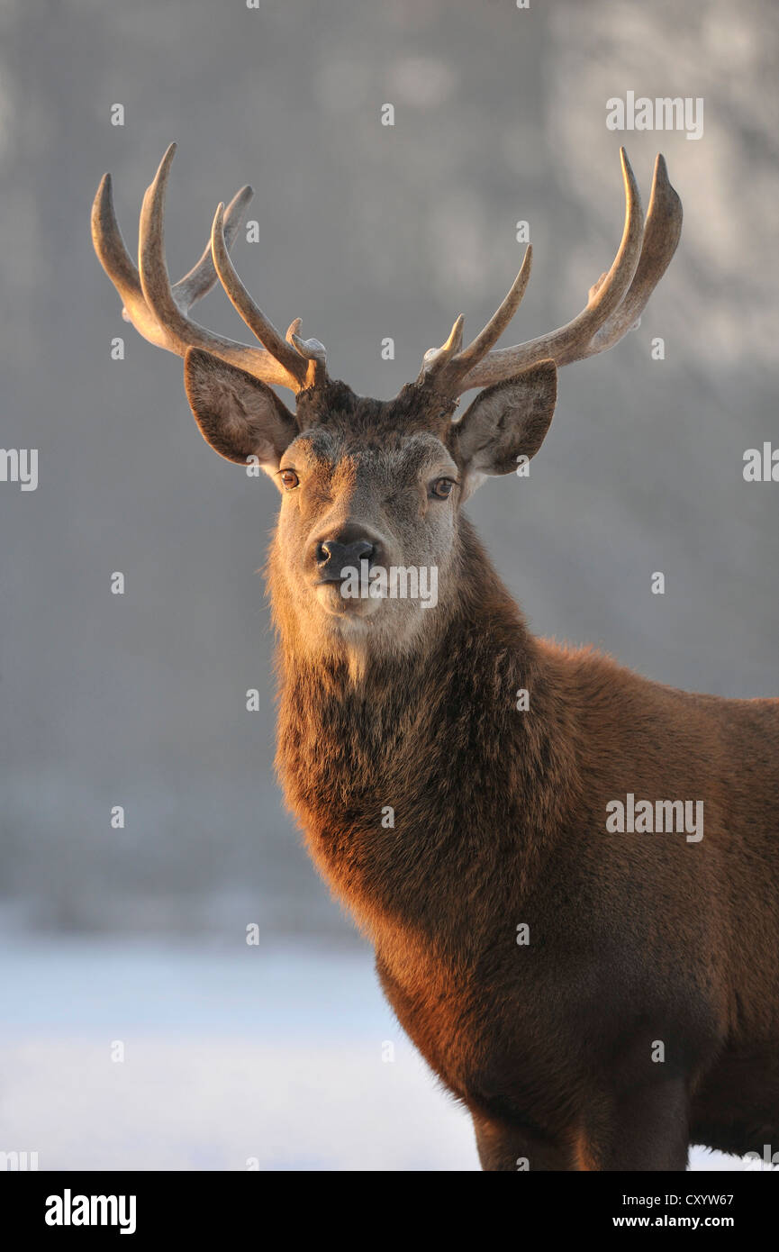 Red Deer (Cervus elaphus), state game reserve, Basse-Saxe, PublicGround Banque D'Images