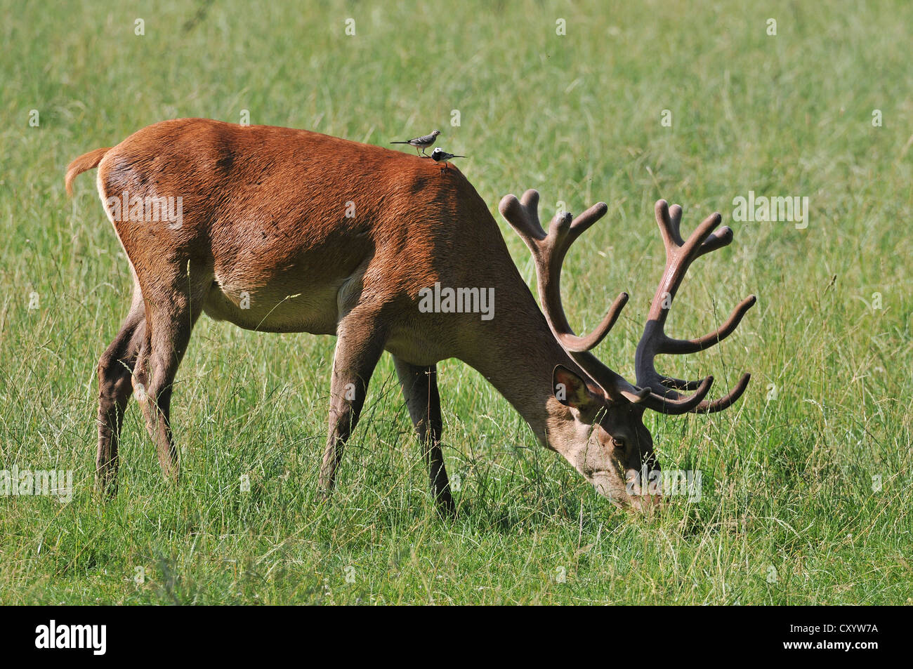 Red Deer (Cervus elaphus), Bergeronnettes (Motacilla alba) assis à l'arrière et à la recherche d'insectes, de l'état game reserve Banque D'Images