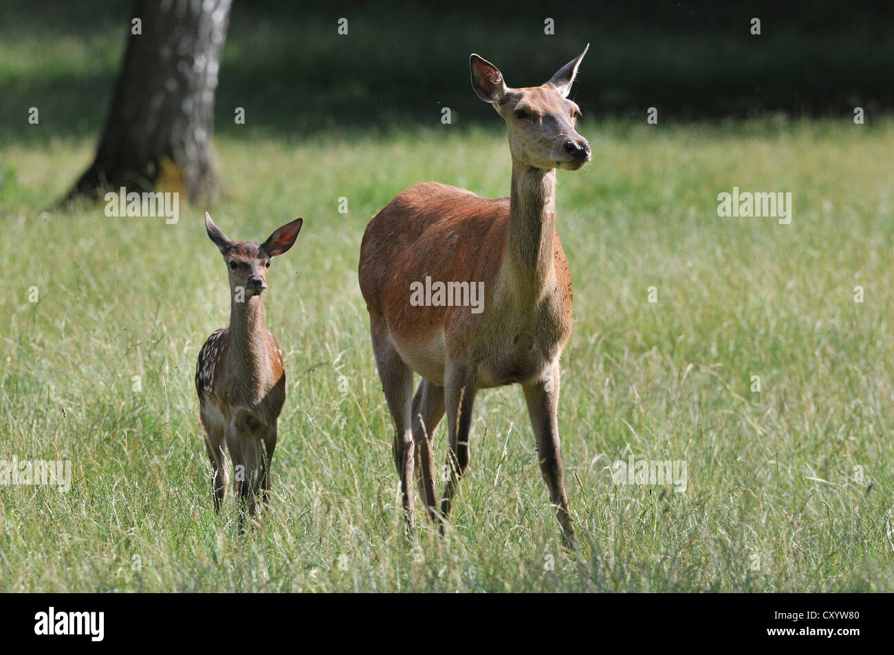 Red Deer (Cervus elaphus), DOE, Hind, avec fauve, state game reserve, Basse-Saxe, PublicGround Banque D'Images