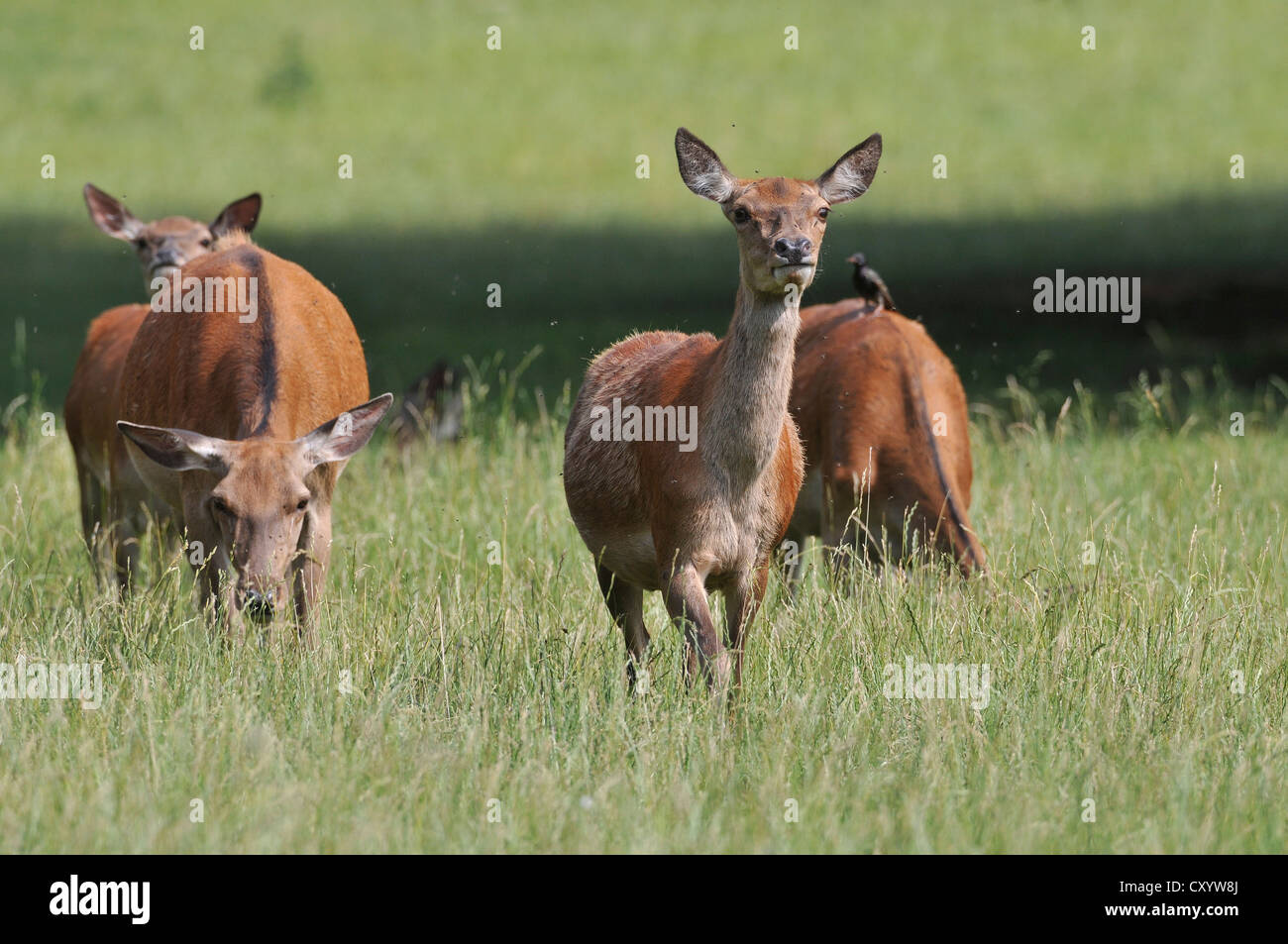 Red Deer (Cervus elaphus), n, biches, state game reserve, Basse-Saxe, PublicGround Banque D'Images