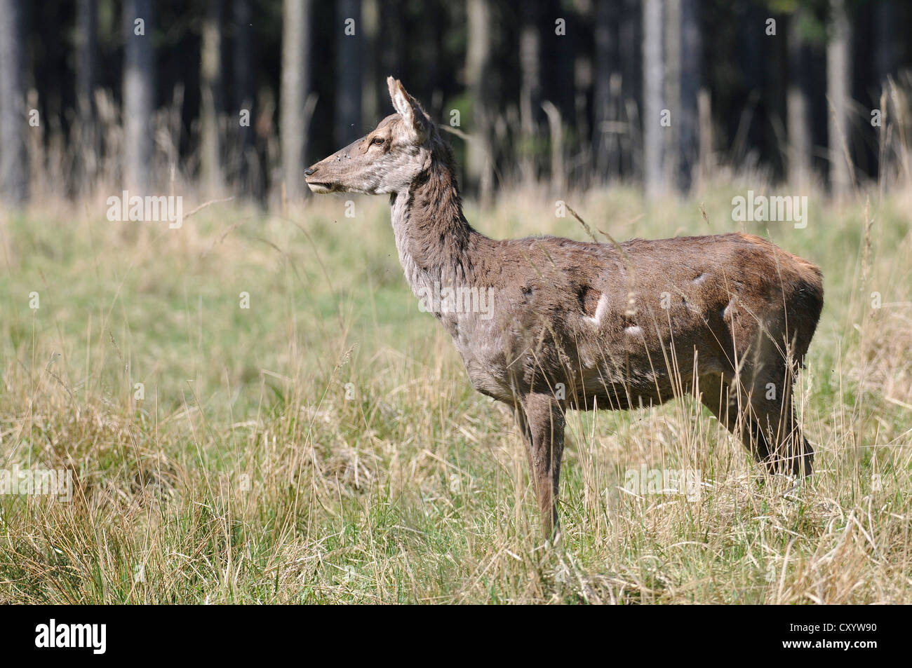Red Deer (Cervus elaphus), DOE, Hind, faire état, réserve de chasse, Basse-Saxe, PublicGround Banque D'Images