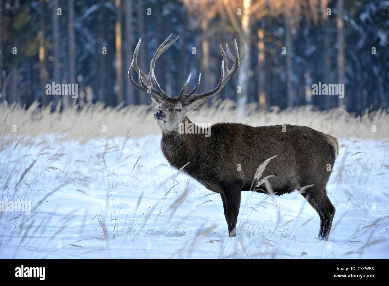 Red Deer (Cervus elaphus), Stag, manteau d'hiver, dans la neige, de l'état réserve de chasse, Basse-Saxe, PublicGround Banque D'Images