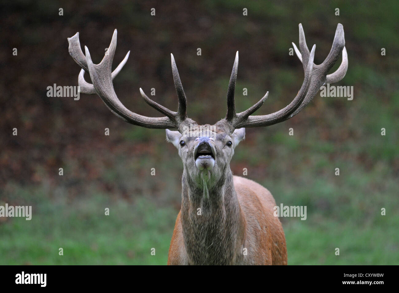 Red Deer (Cervus elaphus), Stag, geste menaçant, jeu national reserve, Basse-Saxe, PublicGround Banque D'Images