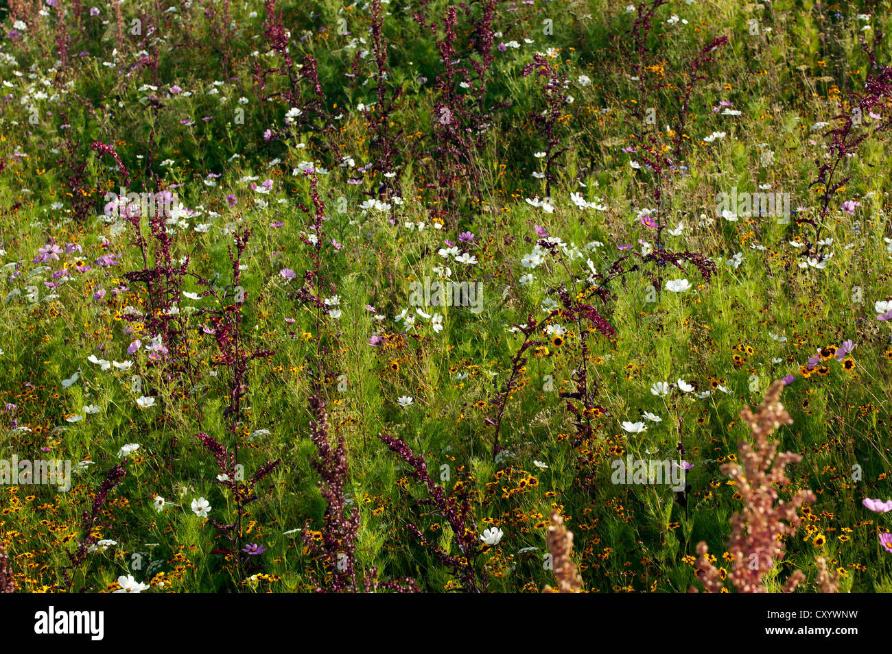Close-up view of meadow fleurs en croissance dans le grand jardin britannique, du Parc olympique, Stratford. Banque D'Images