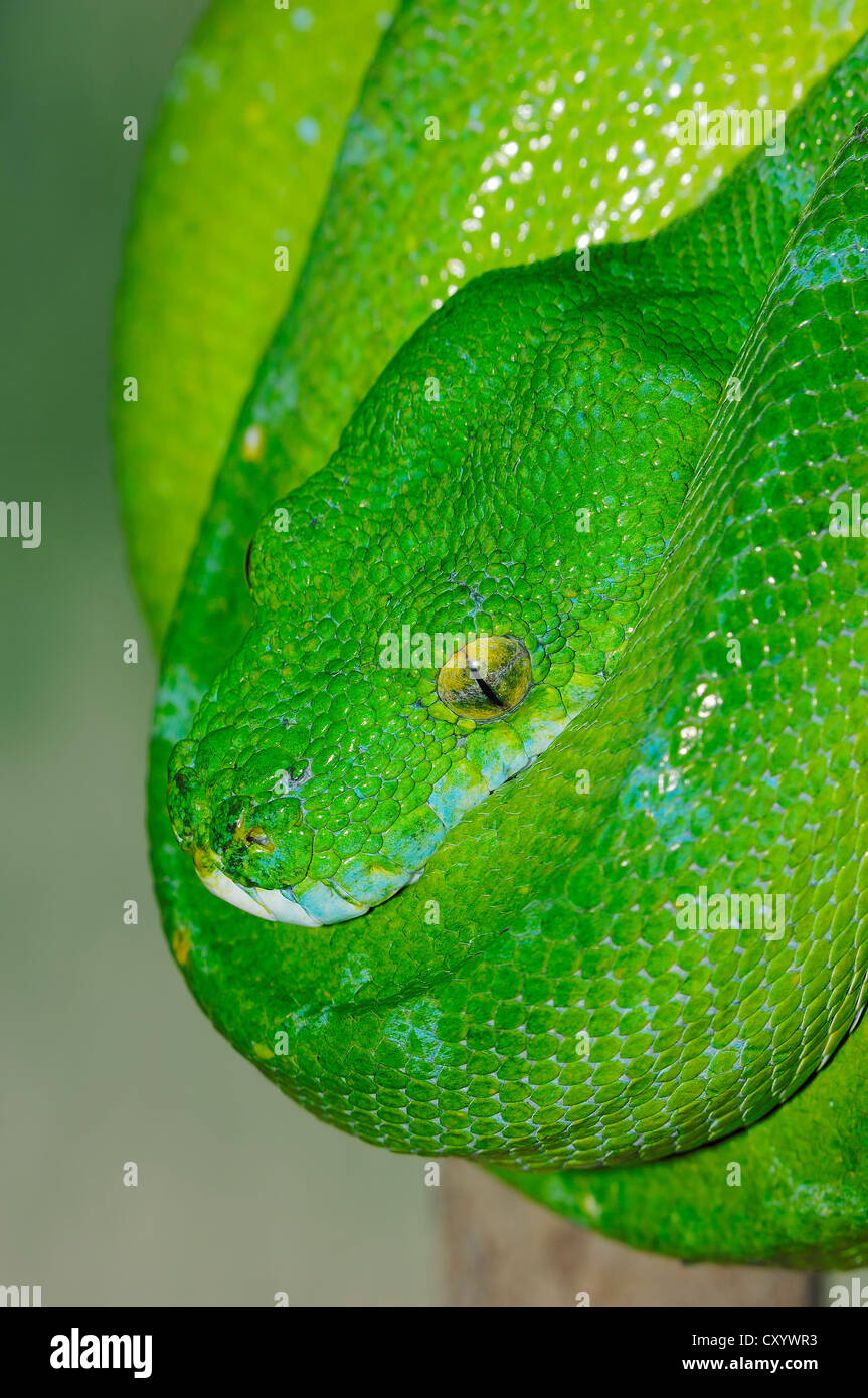 Green Tree python (hondropython, Morelia viridis viridis), trouvés en Nouvelle Guinée et du nord de l'Australie, captive, Pays-Bas Banque D'Images
