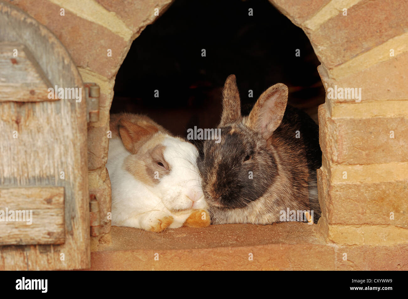 Les lapins domestiques (Oryctolagus cuniculus forma domestica), assis dans un clapier Banque D'Images