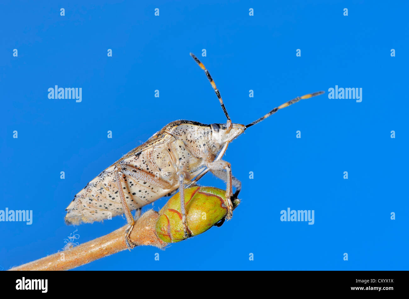 Prunelle Dolycoris baccarum (bug), Rhénanie du Nord-Westphalie Banque D'Images
