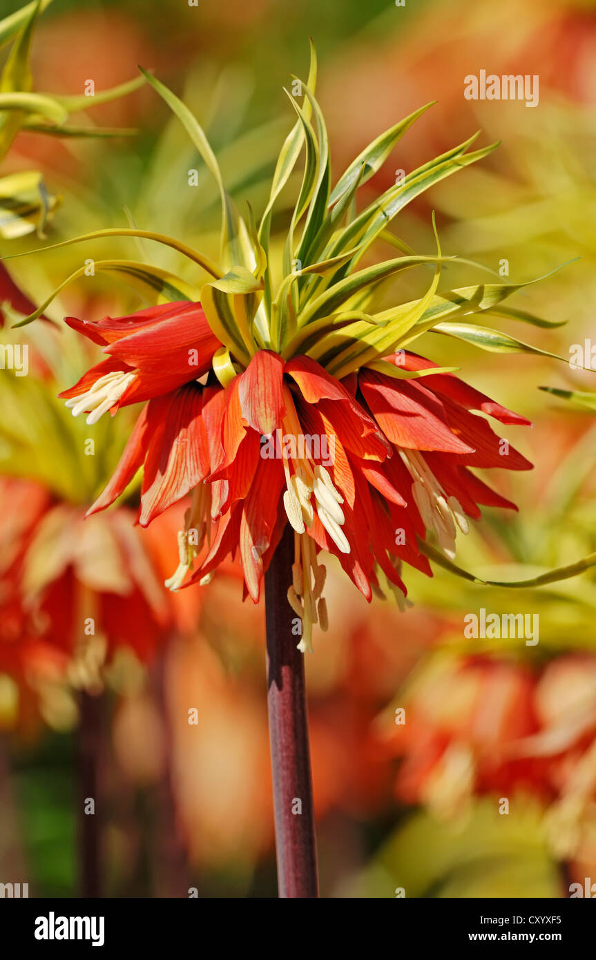 La couronne du Kaiser (Fritillaria imperialis) Banque D'Images