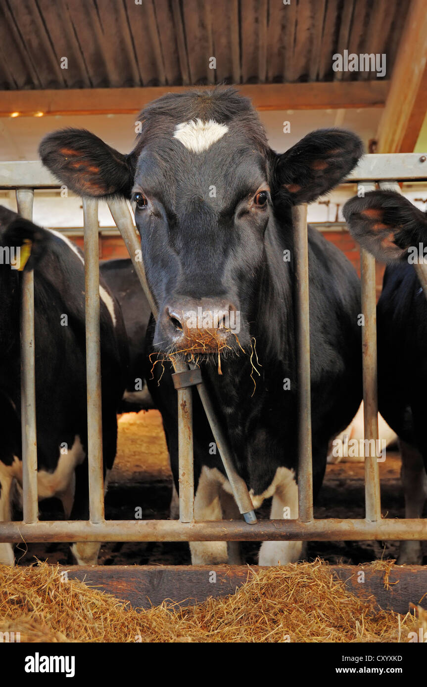 Les bovins Holstein dans une étable, Rhénanie du Nord-Westphalie Banque D'Images