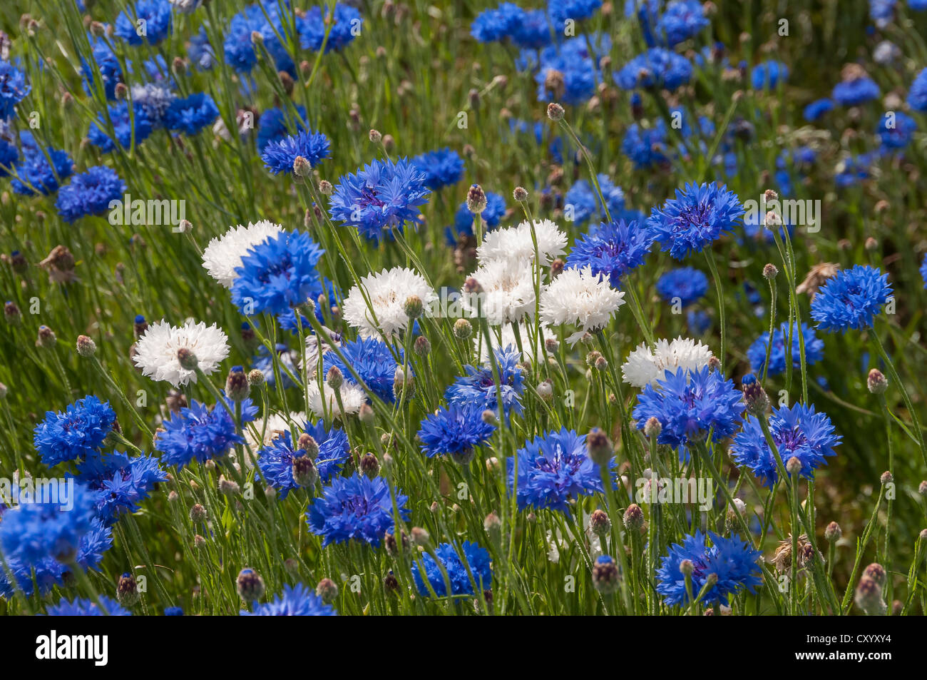 Bleuet bleu (Centaurea cyanus) et blanc formes mutantes, Dreieich-Goetzenhain, Hesse Banque D'Images