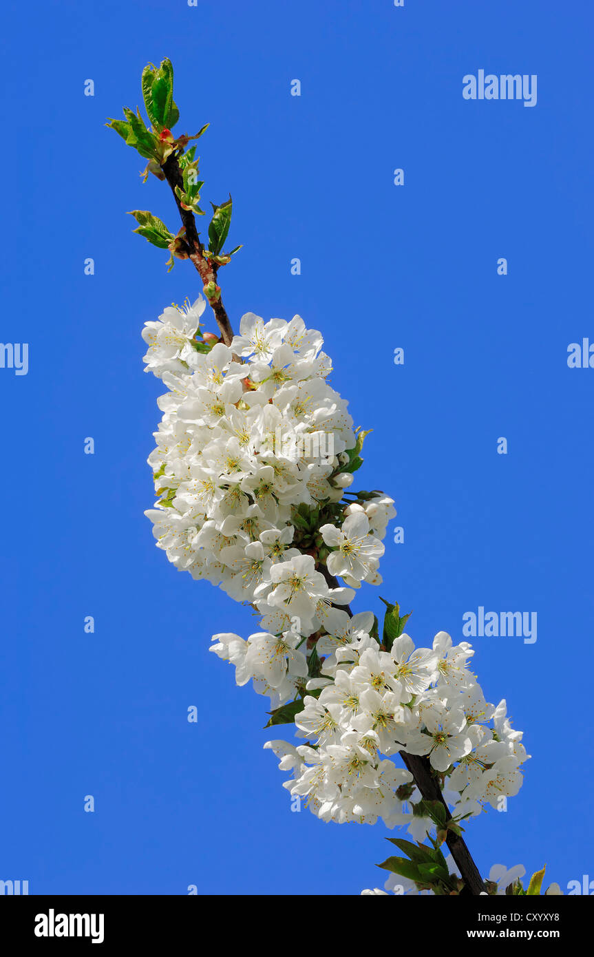 Le Merisier ou le cerisier (Prunus avium), Direction générale de l'essor, Rhénanie du Nord-Westphalie Banque D'Images