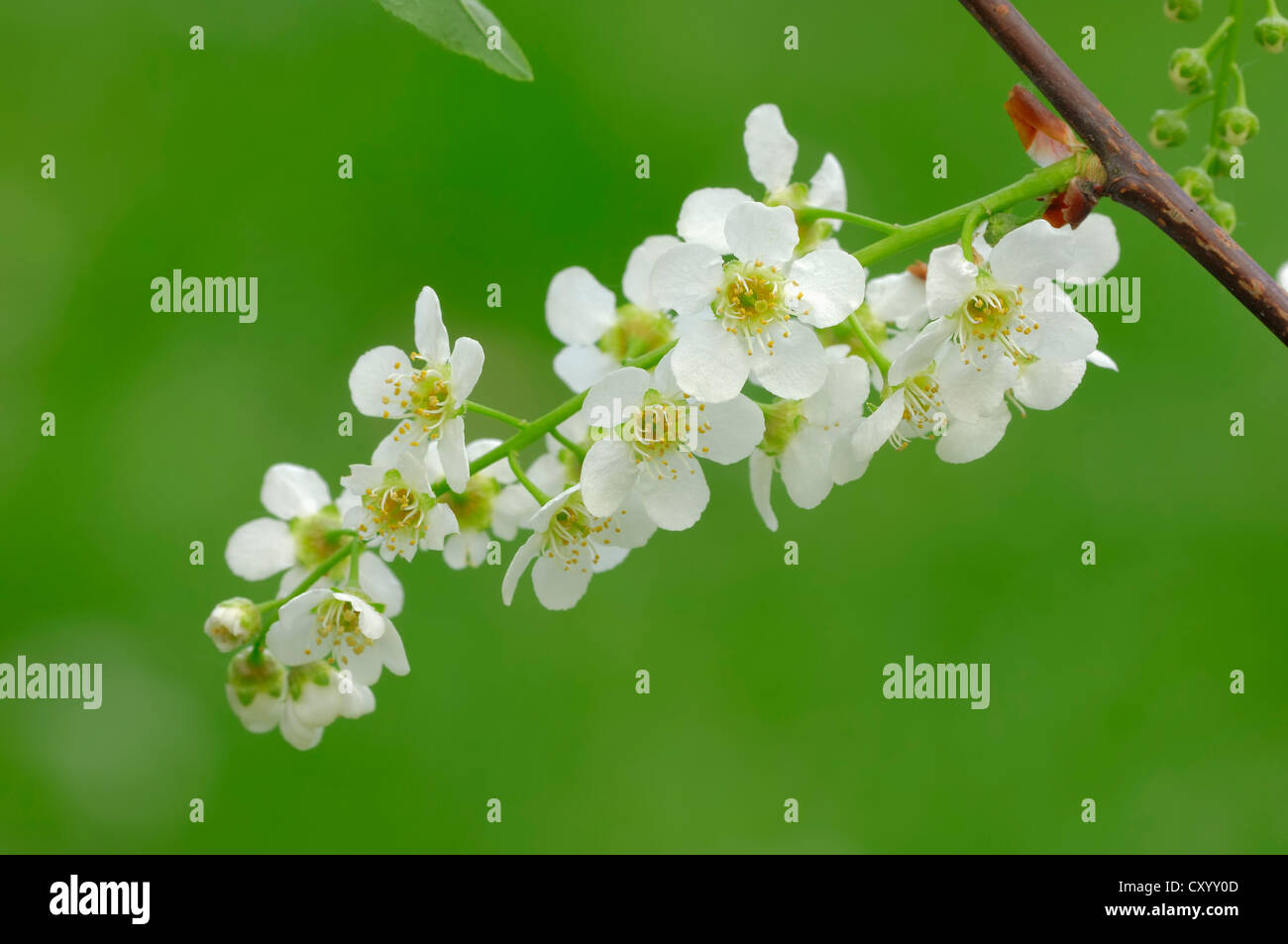 Bird Cherry ou micocoulier (Prunus padus, Padus avium), rameau en fleurs, Rhénanie du Nord-Westphalie Banque D'Images