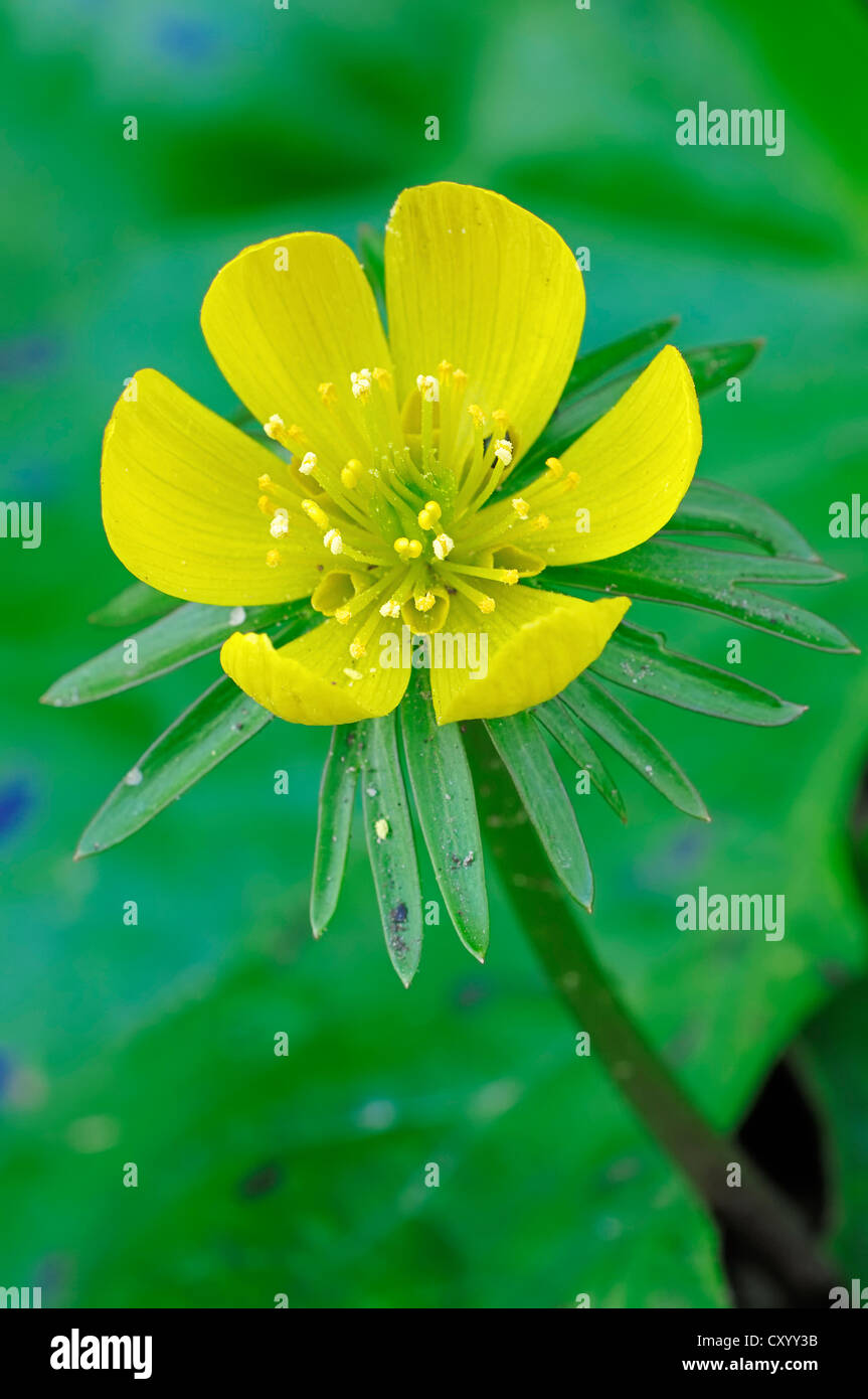 (Eranthis hyemalis, renoncule Eranthis hiemalis), oranger, Rhénanie du Nord-Westphalie Banque D'Images