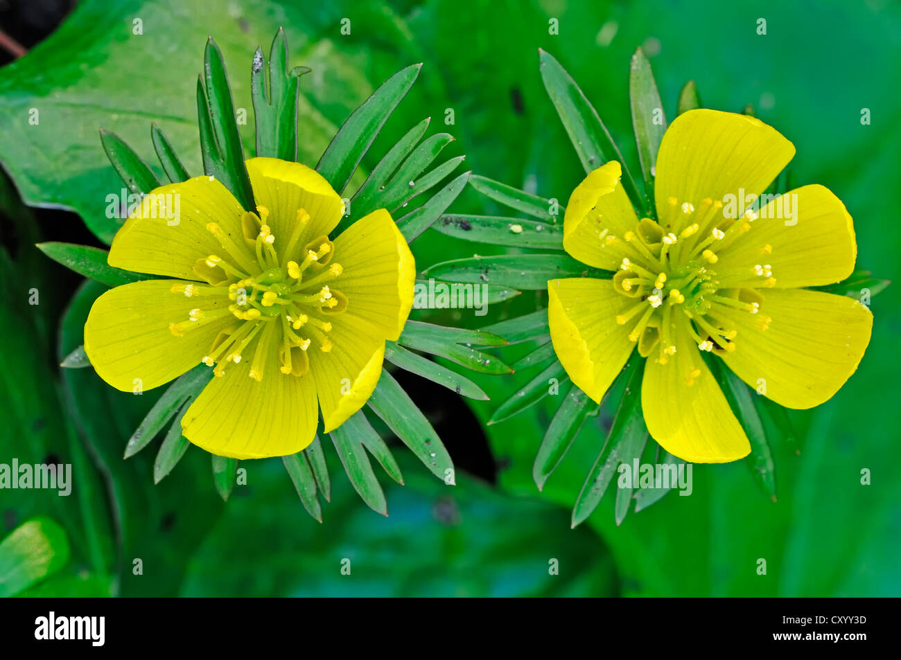 (Eranthis hyemalis, renoncule Eranthis hiemalis), fleurs, Rhénanie du Nord-Westphalie Banque D'Images