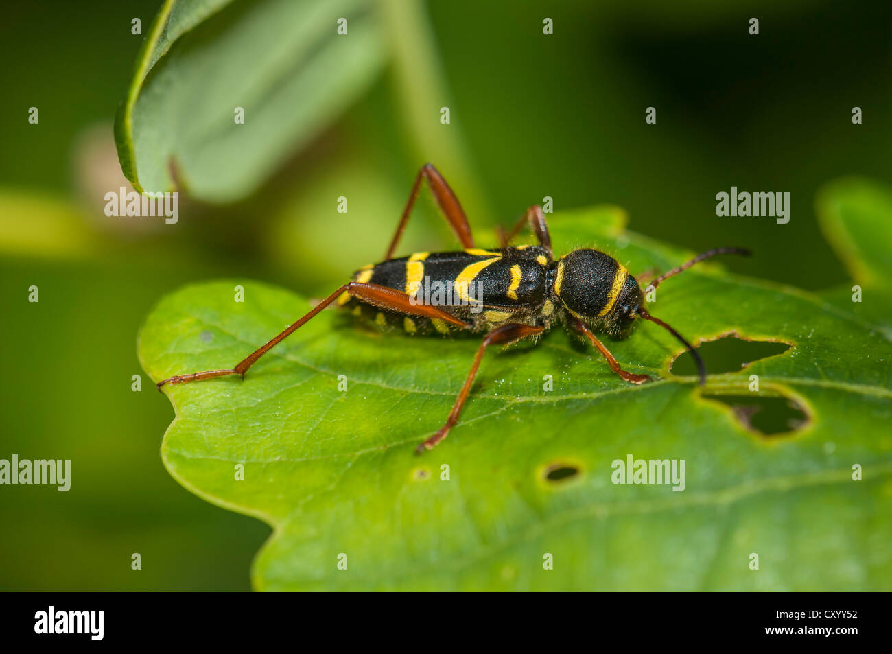 Wasp beetle (Clytus Arietis) perché sur la feuille de chêne, Dreieich-Goetzenhain, Hesse Banque D'Images