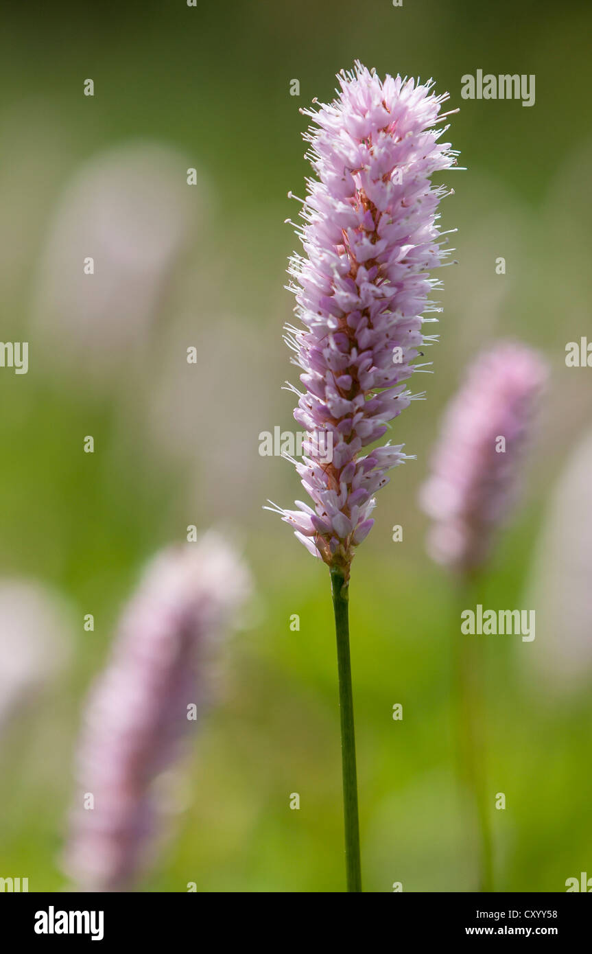 La Renouée bistorte (Polygonum bistorta) dans un pré, de montagnes Taunus, Koenigstein, Hesse Banque D'Images