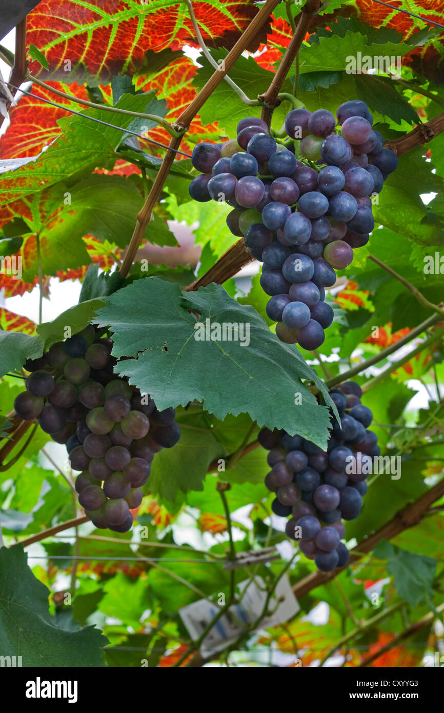 Les raisins de table (Vitis vinifera) croissant sur vigne en serre en Brabant flamand, Flandre orientale, Belgique Banque D'Images