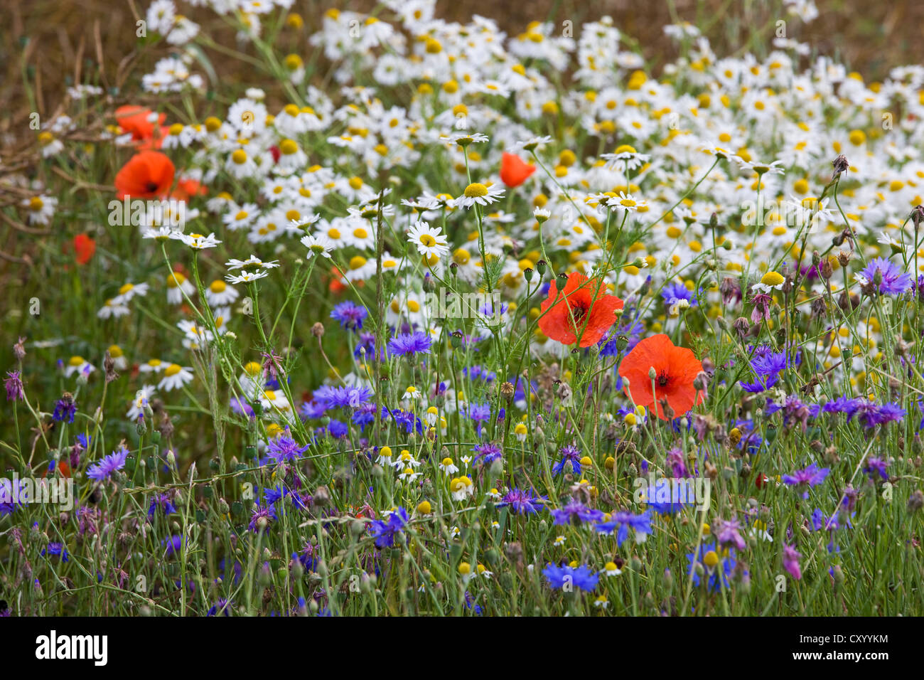 Fleurs sauvages colorées montrant coquelicots, camomille et barbeaux dans le pré au printemps Banque D'Images