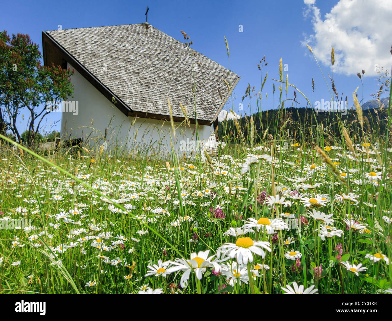 Flower meadow avec marguerites (Leucanthemum vulgare) en face d'une chapelle, Axamer Lizum, Tyrol, Autriche, Europe Banque D'Images