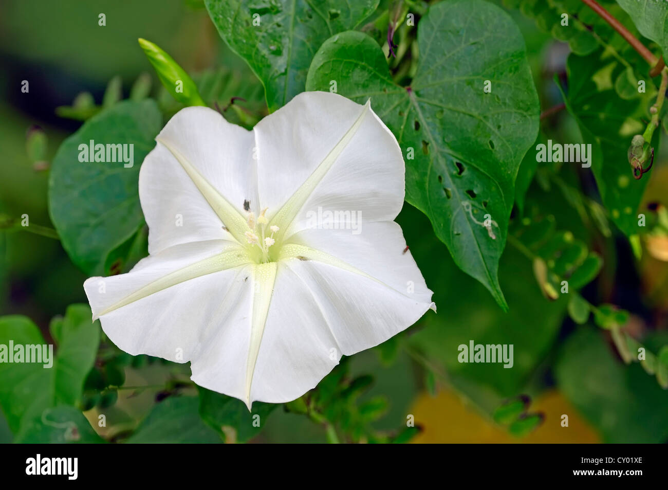 Moonflower Blanc Tropical ou morning glory (Ipomoea alba), Sanibel Island, Floride, USA Banque D'Images