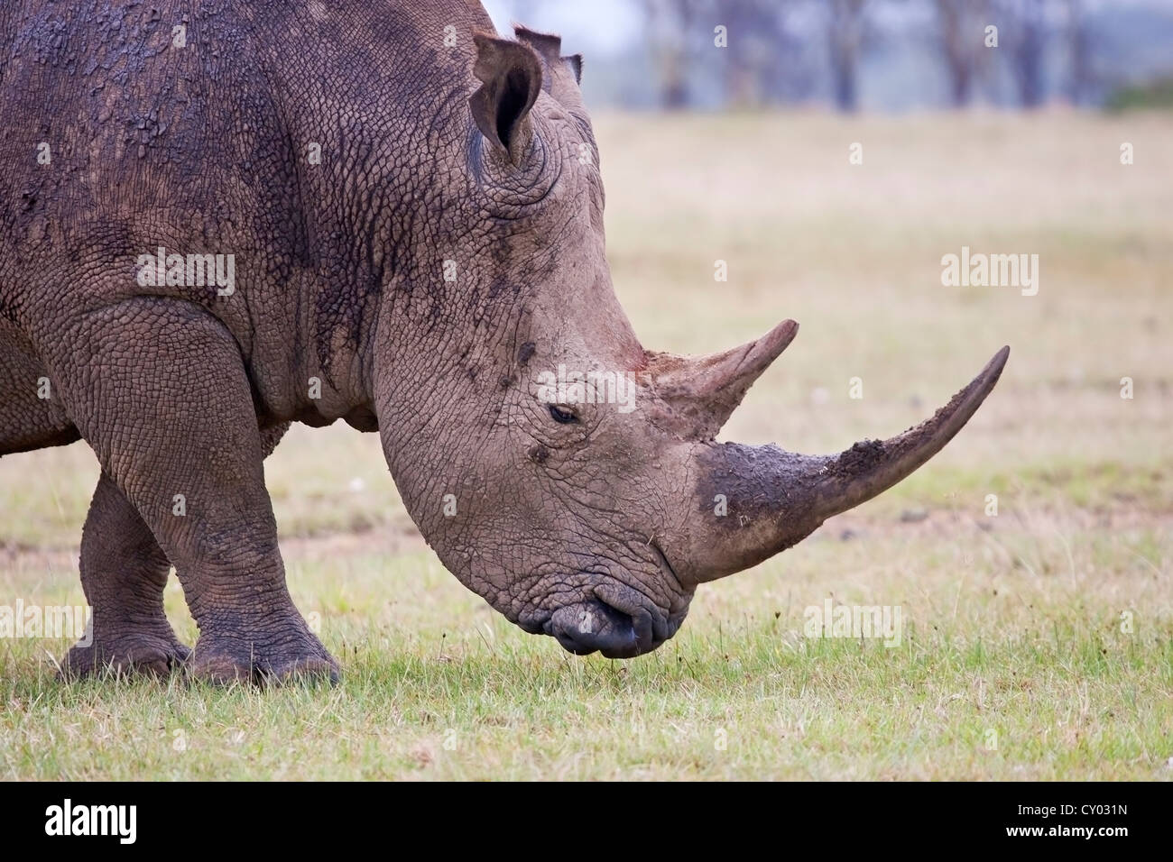 Le rhinocéros blanc (Ceratotherium simum) adulte seul profil de tête montrant avec des cornes, le pâturage sur l'herbe au Kenya, Afrique de l'Est Banque D'Images