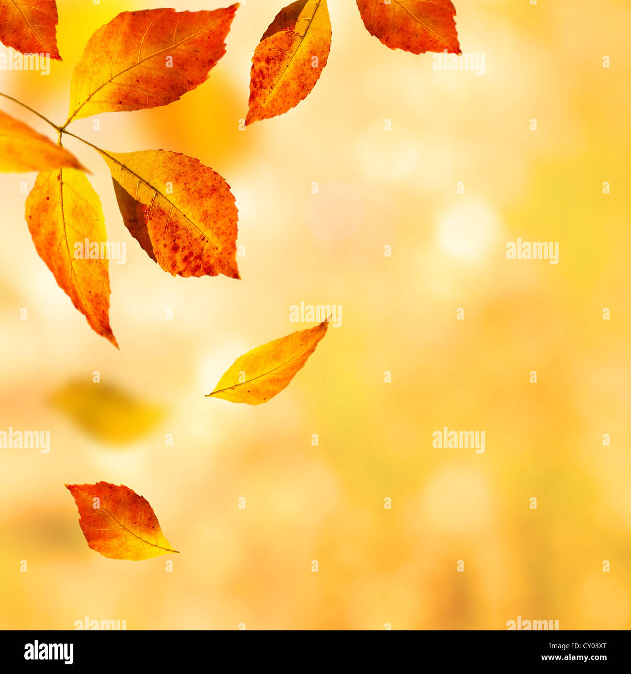 Les feuilles d'automne arrière-plan. selective focus Banque D'Images