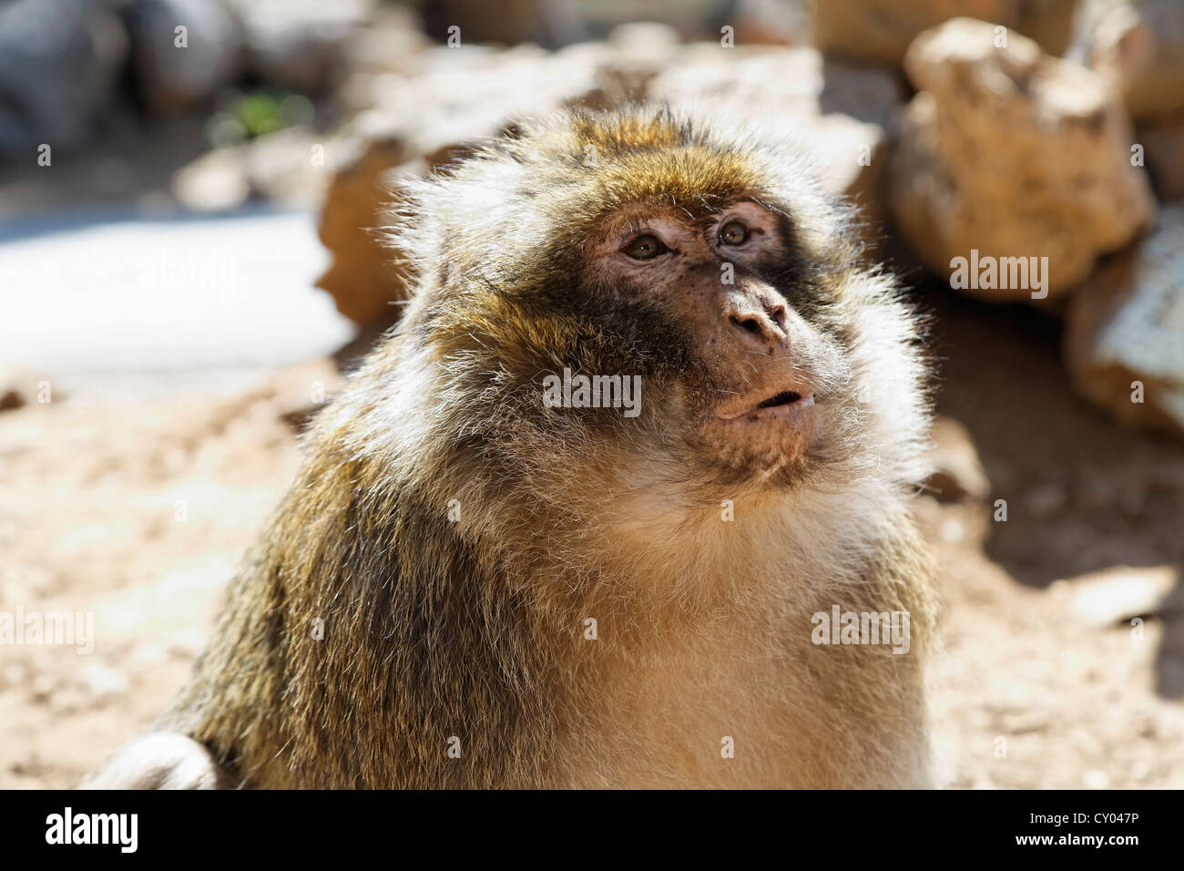 Macaque de Barbarie (Macaca sylvanus), au parc national près de Ifrane, Meknès-tafilalet, Maroc, Maghreb, Afrique du Nord, Afrique Banque D'Images