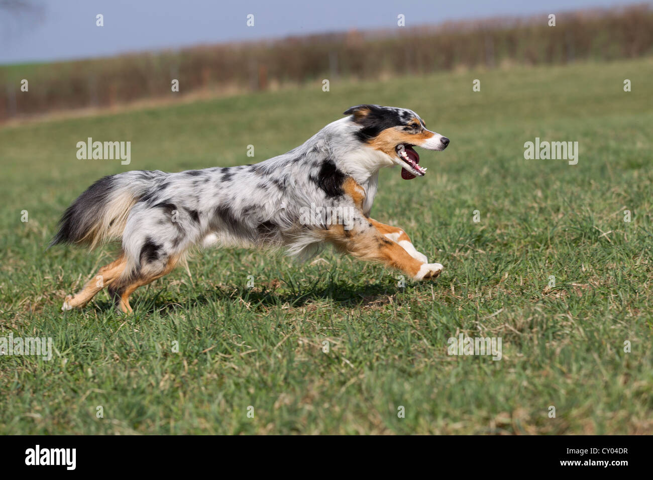 Berger Australien Qui Court Banque De Photographies Et D Images A Haute Resolution Alamy