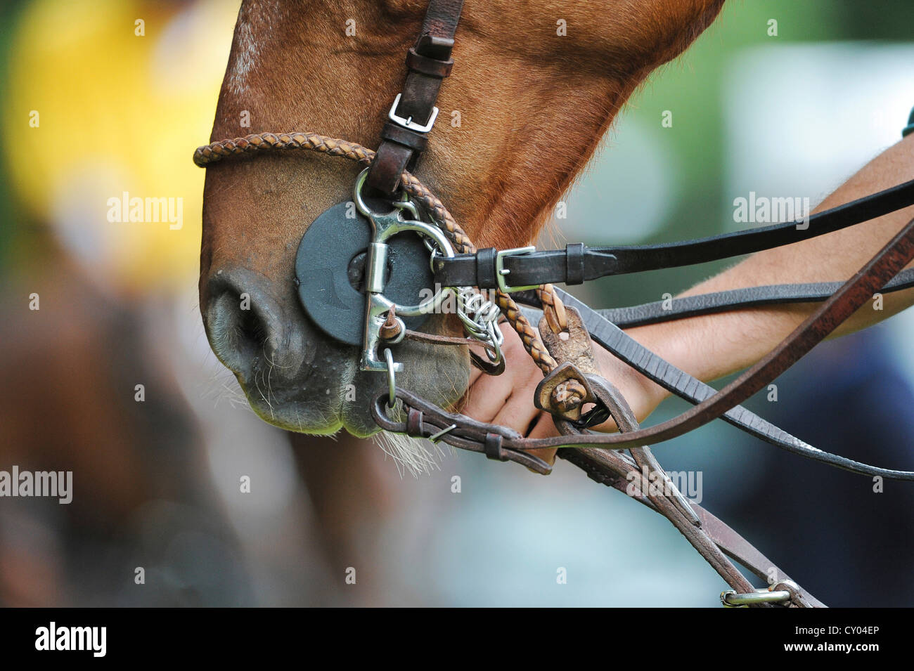 Une main tenant la bride d'un poney de polo Banque D'Images