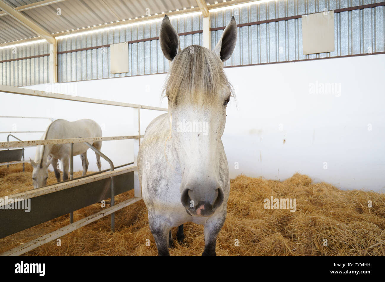 Chevaux de trait à une ferme du pays juste. International Livestock juste à Zafra, Badajoz, Espagne (Feria Internacional Ganadera) Banque D'Images