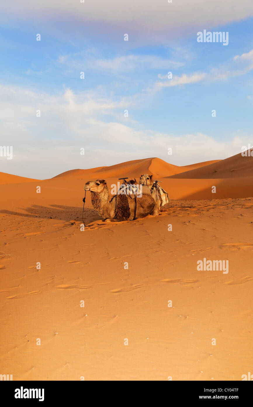 Le dromadaire ou chameau d'Arabie (Camelus dromedarius), les dunes de l'Erg Chebbi, Erfoud, Maroc, Meknès-Tafilalet, Sahara, Maghreb Banque D'Images