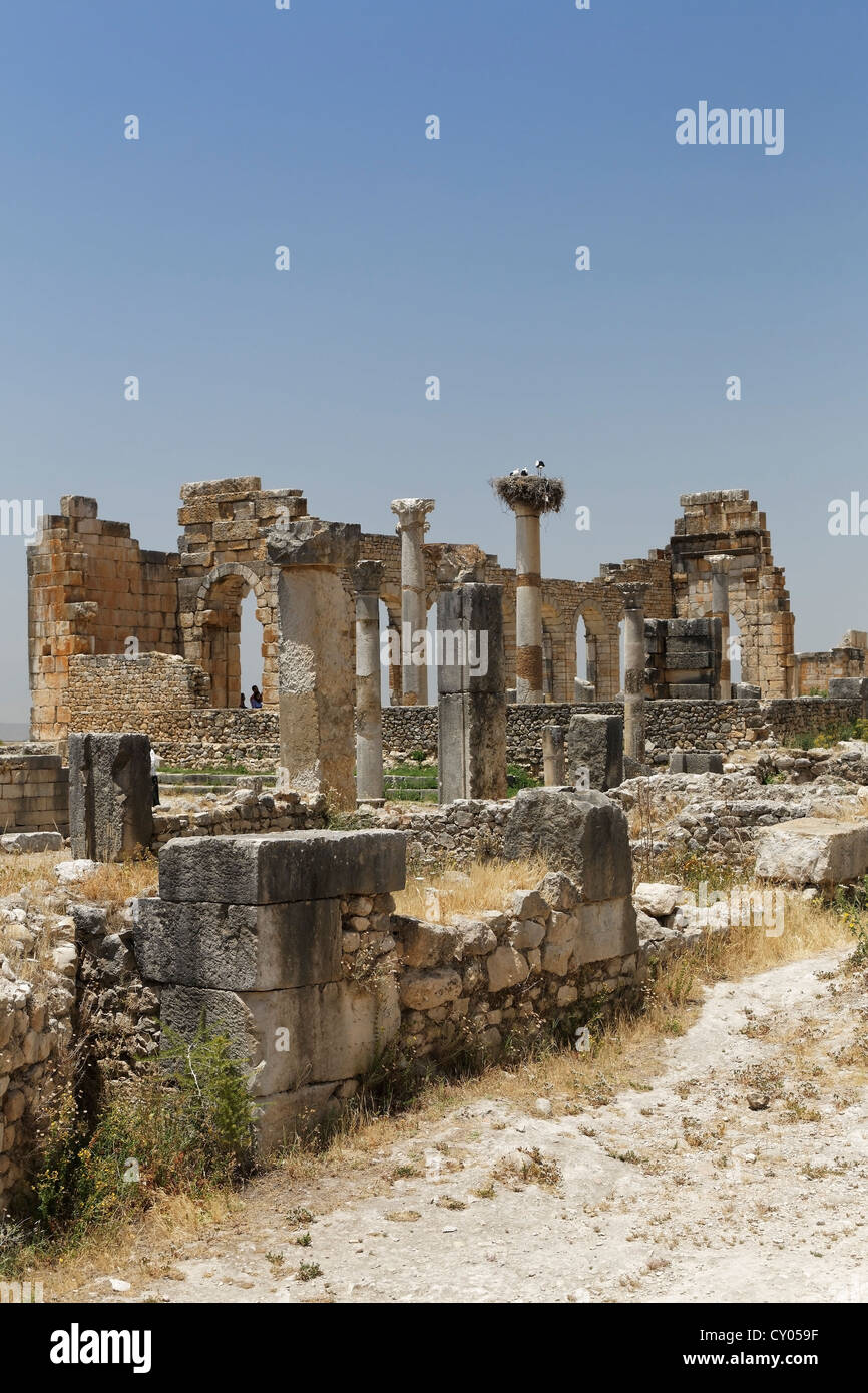 Le Forum à le site archéologique romain de Volubilis, Site du patrimoine mondial de l'UNESCO, Meknès, Meknès-Tafilalet, Maroc, Maghreb Banque D'Images